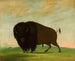 Bison betande på prärien - George Catlin — vy av konstverket