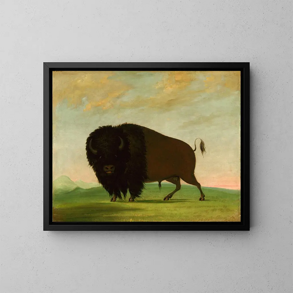Bison betande på prärien - George Catlin — inramlat konstverk på väggen