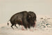 Buffle blessé - George Catlin — vy av konstverket