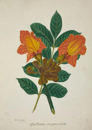 George De Alwis - Mon Jardin a Ceylan Pl005.webp