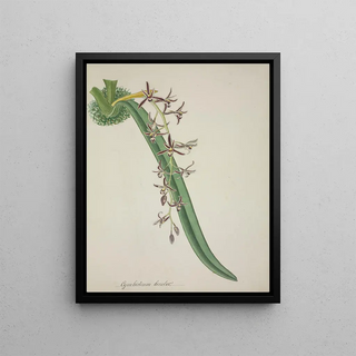 George De Alwis - Mon Jardin a Ceylan Pl011.webp