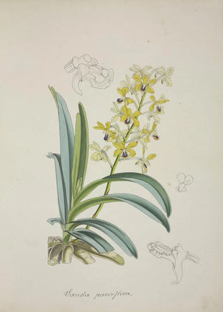 George De Alwis - Mon Jardin a Ceylan Pl012.webp