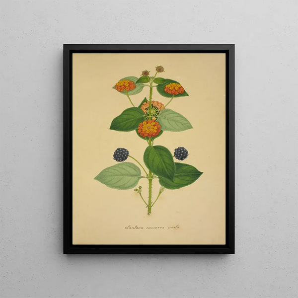 George De Alwis - Mon Jardin a Ceylan Pl019.webp
