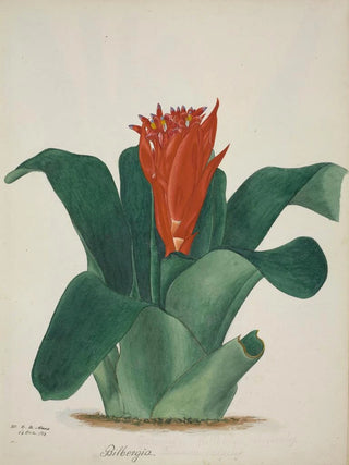 George De Alwis - Mon Jardin a Ceylan Pl025.webp
