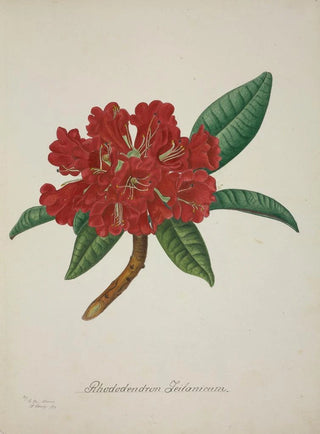 George De Alwis - Mon Jardin a Ceylan Pl043.webp