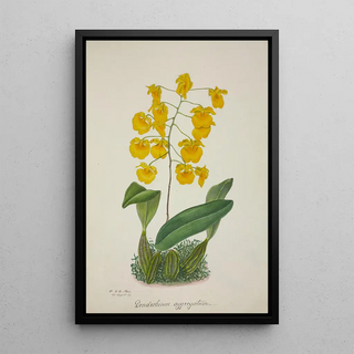 George De Alwis - Mon Jardin a Ceylan Pl061.webp