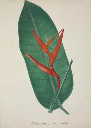 George De Alwis - Mon Jardin a Ceylan Pl070.webp