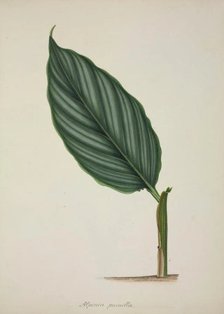 George De Alwis - Mon Jardin a Ceylan Pl083.webp