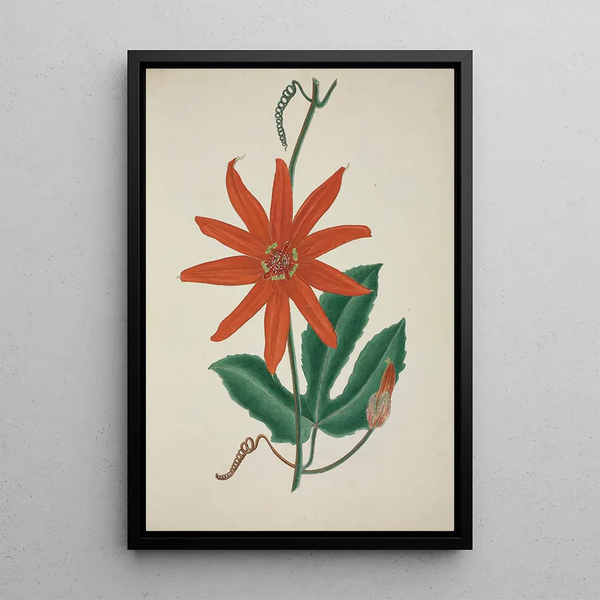 George De Alwis - Mon Jardin a Ceylan Pl098.webp