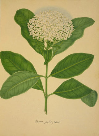 George De Alwis - Mon Jardin a Ceylan Pl107.webp