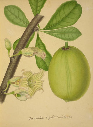 George De Alwis - Mon Jardin a Ceylan Pl142.webp