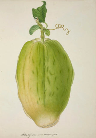 George De Alwis - Mon Jardin a Ceylan Pl146.webp