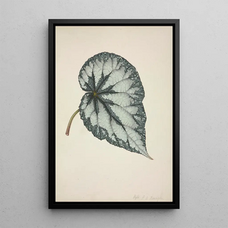 George De Alwis - Mon Jardin a Ceylan Pl177.webp