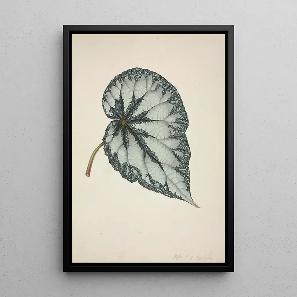 George De Alwis - Mon Jardin a Ceylan Pl177.webp