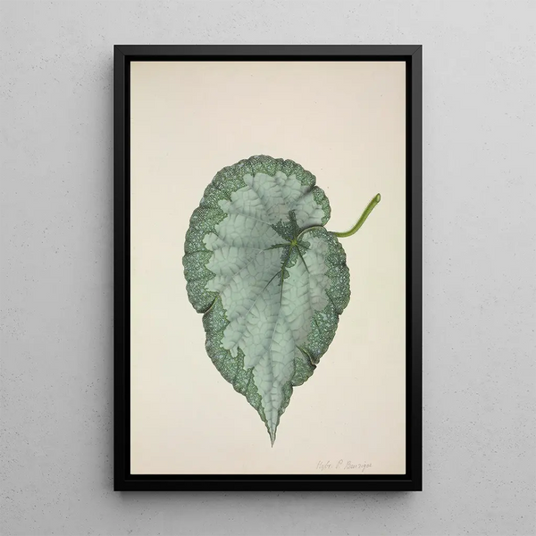 George De Alwis - Mon Jardin a Ceylan Pl192.webp