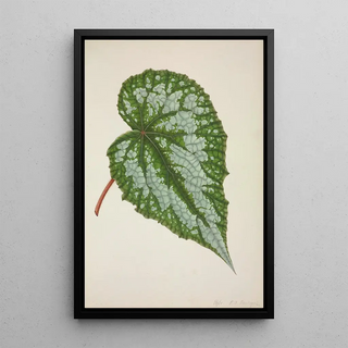 George De Alwis - Mon Jardin a Ceylan Pl201.webp