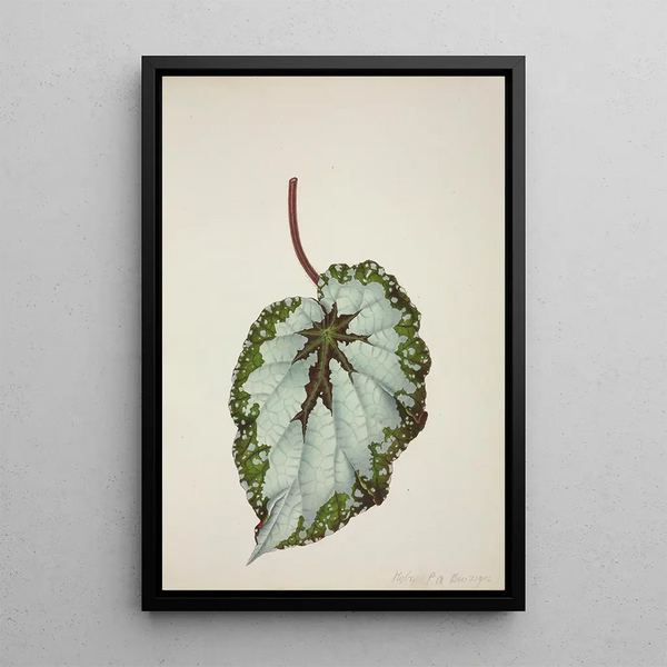 George De Alwis - Mon Jardin a Ceylan Pl207.webp