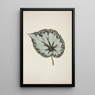 George De Alwis - Mon Jardin a Ceylan Pl210.webp