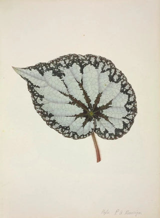 George De Alwis - Mon Jardin a Ceylan Pl210.webp