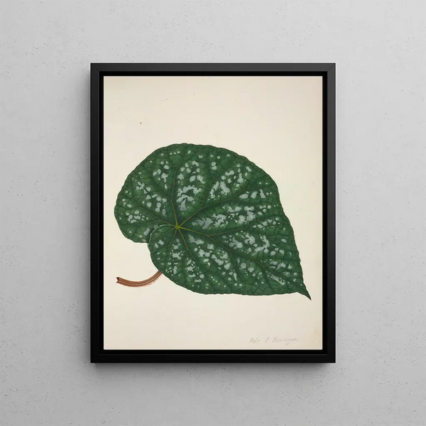 George De Alwis - Mon Jardin a Ceylan Pl211.webp