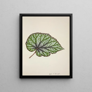 George De Alwis - Mon Jardin a Ceylan Pl213.webp