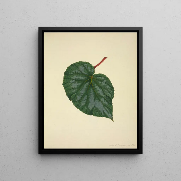 George De Alwis - Mon Jardin a Ceylan Pl214.webp