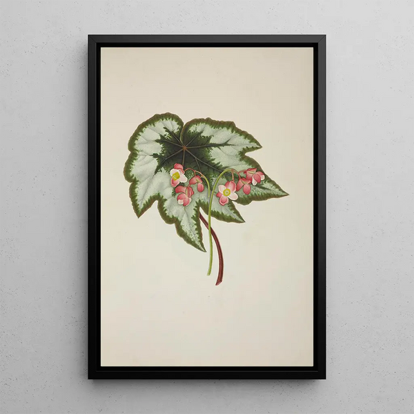 George De Alwis - Mon Jardin a Ceylan Pl235.webp