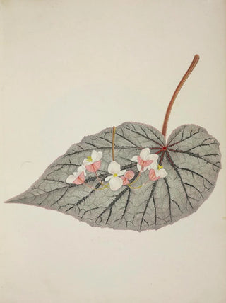 George De Alwis - Mon Jardin a Ceylan Pl244.webp