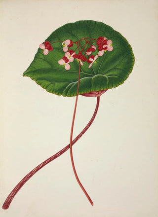 George De Alwis - Mon Jardin a Ceylan Pl255.webp