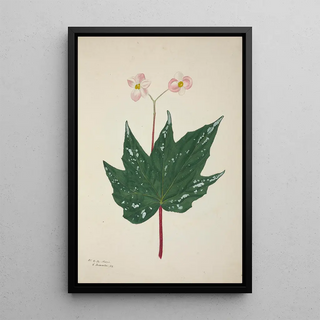 George De Alwis - Mon Jardin a Ceylan Pl260.webp