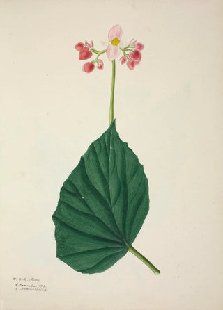 George De Alwis - Mon Jardin a Ceylan Pl266.webp