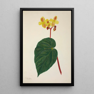 George De Alwis - Mon Jardin a Ceylan Pl268.webp