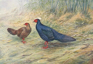 George Edward Lodge - Edwards Kaleege.webp
