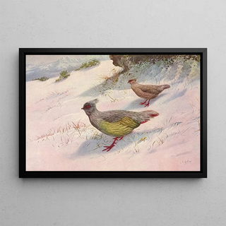 George Edward Lodge - Geoffroys Blood Partridge.webp
