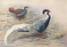 Kaleege argenté de Hainan - George Edward Lodge — vy av konstverket