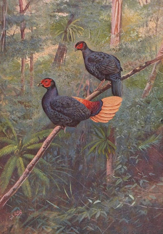 George Edward Lodge - Malayan Crestless Fireback.webp