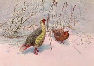 George Edward Lodge - Sikhim Himalayan Blood Partridge.webp