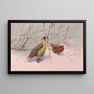 George Edward Lodge - Sikhim Himalayan Blood Partridge.webp