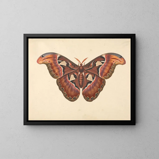 George Edwards - Atlas Moth.webp