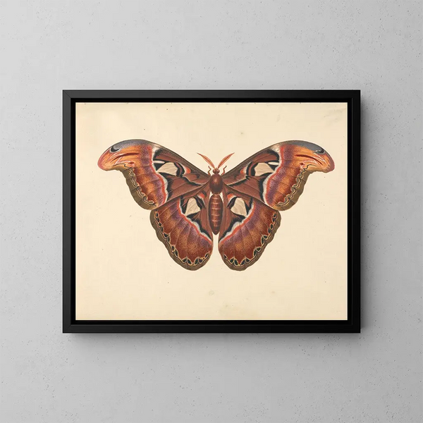 Papillon Atlas - George Edwards — inramlat konstverk på väggen