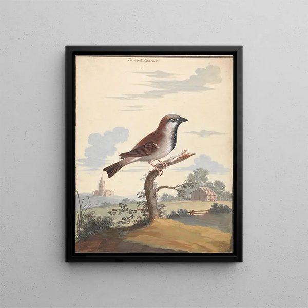 George Edwards - The Cock Sparrow.webp