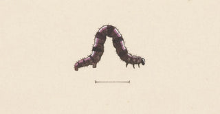 George Hudson - Entomology watercolour Pl001.webp