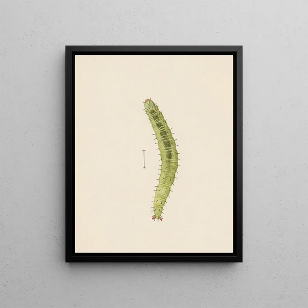 George Hudson - Entomology watercolour Pl002.webp