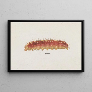 George Hudson - Entomology watercolour Pl004.webp