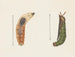 Aquarelle d'entomologie Pl012 - George Hudson — vy av konstverket