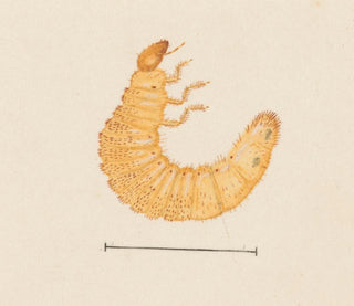 George Hudson - Entomology watercolour Pl022.webp