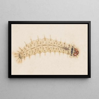 George Hudson - Entomology watercolour Pl032.webp