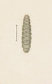 akvarell av entomologi Pl033 - George Hudson — vy av konstverket