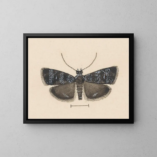 akvarell av entomologi Pl044 - George Hudson — inramlat konstverk på väggen