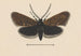 Entomologie akvarell Pl045 - George Hudson — vy av konstverket